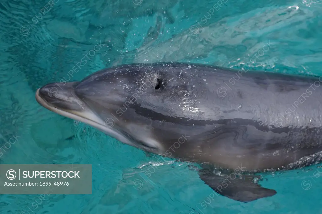 Baby Atlantic bottlenose dolphin (Tursiops truncatus) breathing. Curacao, Netherlands Antilles.