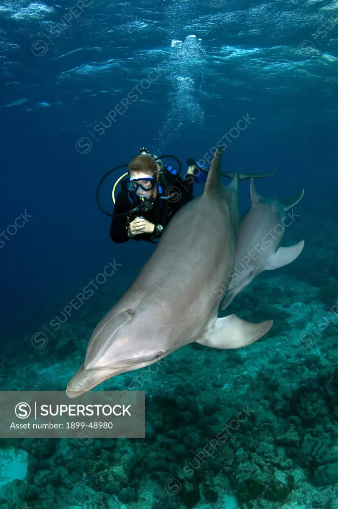 Scuba diver with mother dolphin (Tursiops truncatus) and baby. Curacao, Netherlands Antilles.