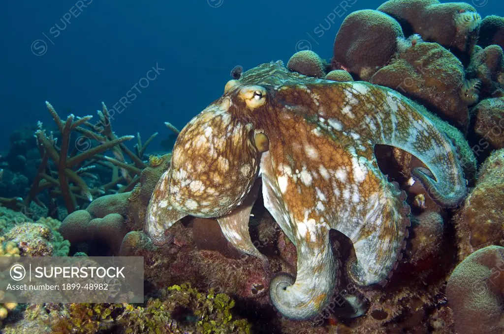 Common octopus (Octopus vulgaris) hunting on a coral reef. Curacao, Netherlands Antilles.