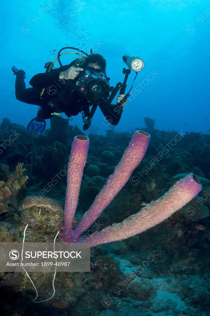 Underwater photographer shooting a stove pipe sponge (Aplysina archeri). Curacao, Netherlands Antilles.