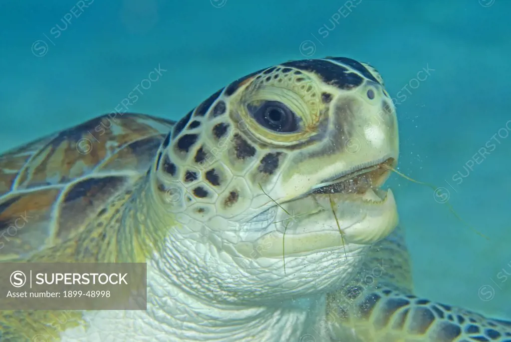A face-shot of a green sea turtle (Chelonia mydas) eating sea grass. Curacao, Netherlands Antilles.