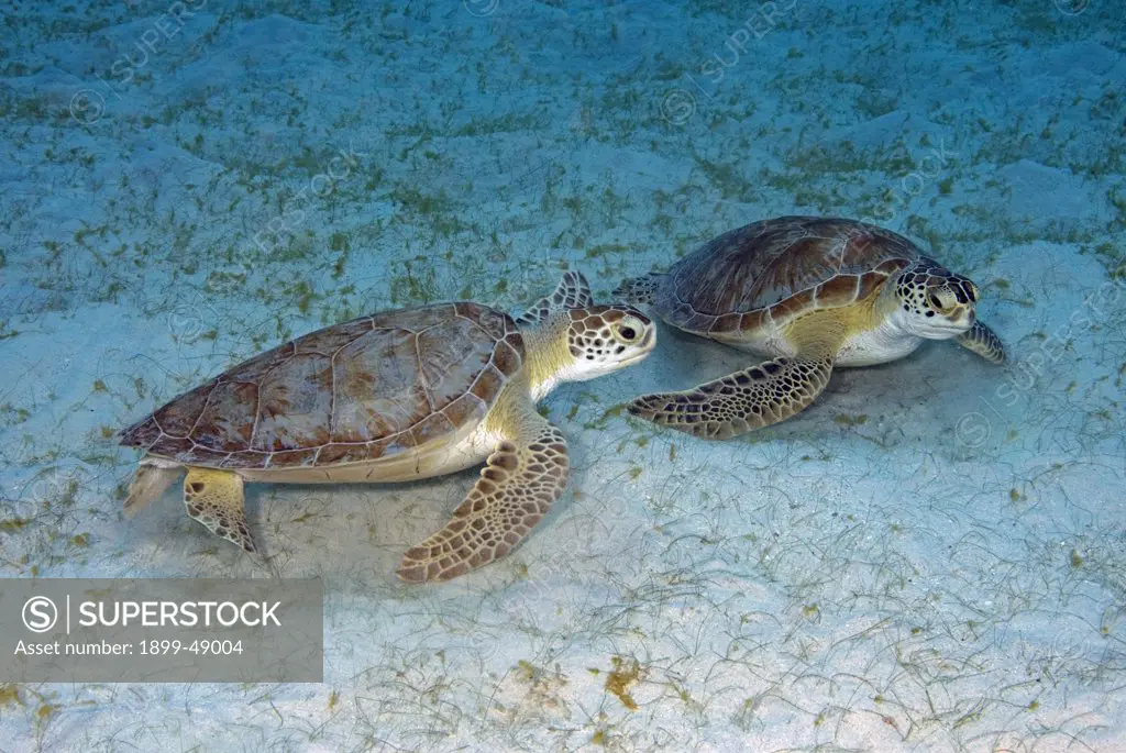 Two green sea turtles (Chelonia mydas) restin on sandy sea floor while foraging on sea grass. Curacao, Netherlands Antilles.