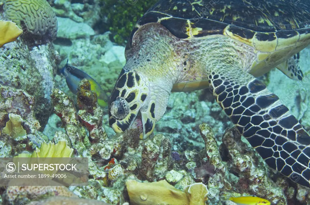 Hawksbill sea turtle (Eretmochelys imbricata) feeding on a coral reef. Curacao, Netherlands Antilles.