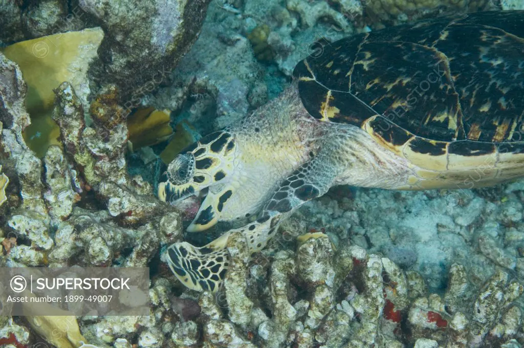 Hawksbill sea turtle (Eretmochelys imbricata) feeding on a coral reef. Curacao, Netherlands Antilles.