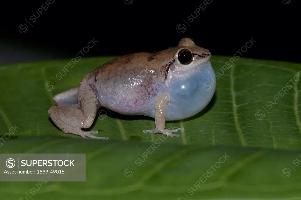 Whistling tree frog (Eleutherodactylus johnstonei) with expanded throat pouch. Curacao, Netherlands Antilles.