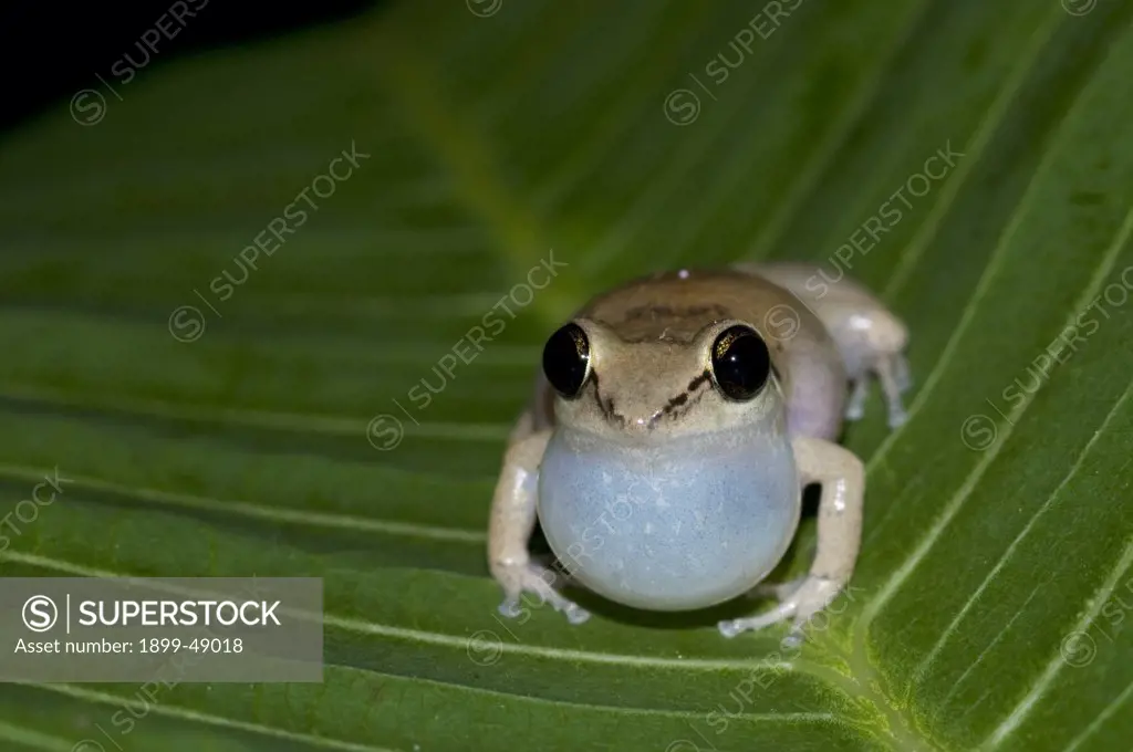 Whistling tree frog (Eleutherodactylus johnstonei) with expanded throat pouch. Curacao, Netherlands Antilles.