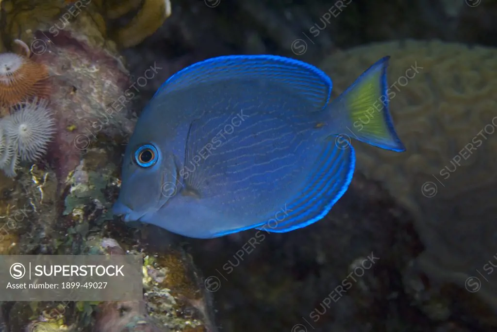 Juvenile blue tang (Acanthurus coeruleus). Curacao, Netherlands Antilles.