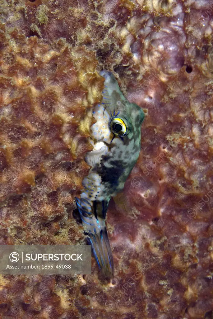 A sharpnose puffer (Canthigaster rostrata) nestled down in sponge. Curacao, Netherlands Antilles.