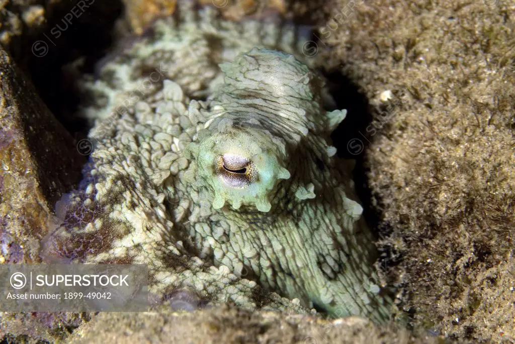 Caribbean reef octopus (Octopus briareus) looking out from a rock crevice. Curacao, Netherlands Antilles.