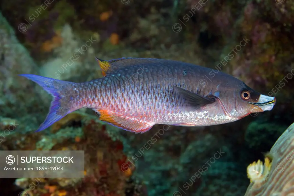 Portrait of an initial phase creole wrasse (Clepticus parrae) with a cleaner fish on its mouth. Curacao, Netherlands Antilees.