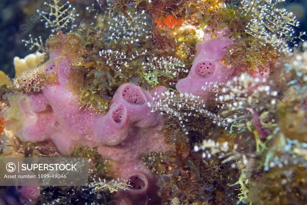 Example of a pink smooth tube sponge (Callyspongia fallax). Curacao, Netherlands Antilles.