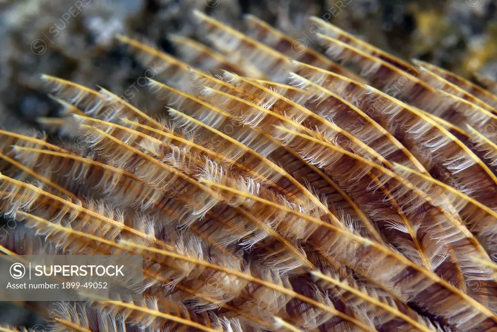 Close up of Magnificent feather duster (Sabellastarte magnifica). Curacao, Netherlands Antilles.