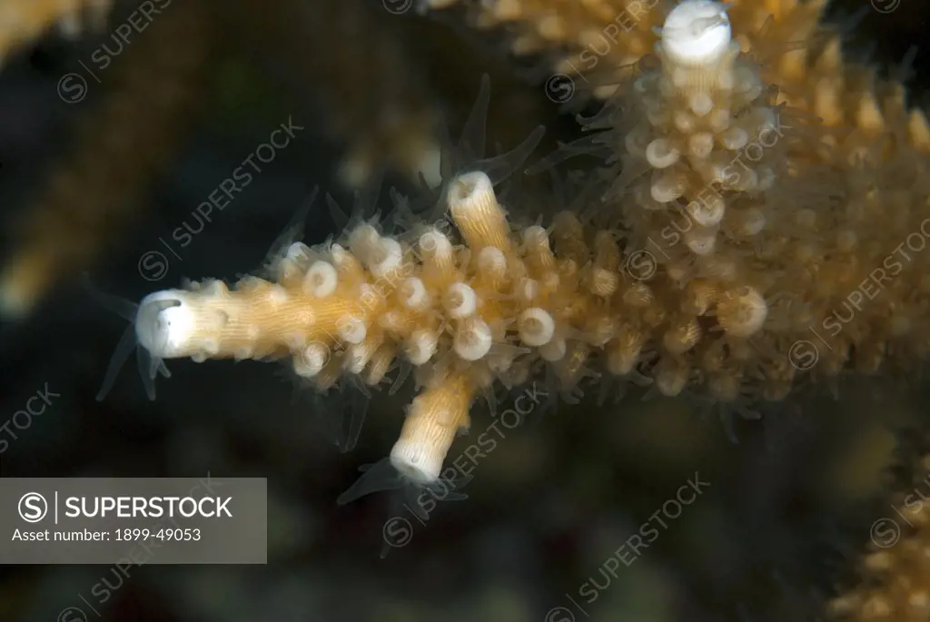 Close-up of staghorn coral showing white terminal corallite. (Acropora cervicornis). Curacao, Netherlands Antilles.