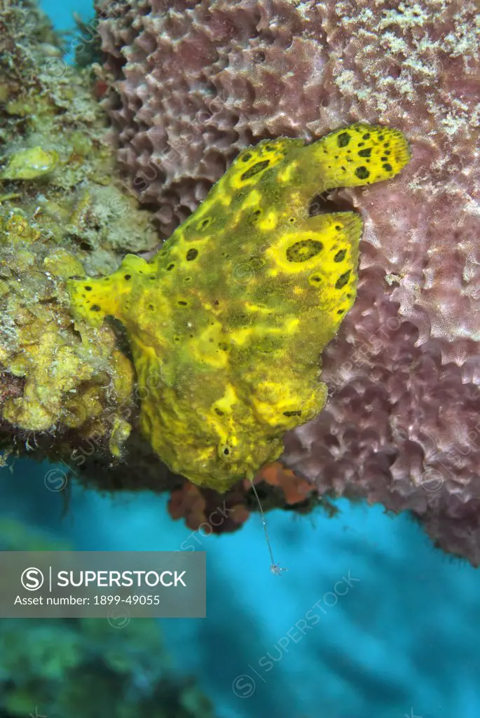 Yellow longlure frogfish (Antennarius multiocellatus) with extended lure. Curacao, Netherlands Antilles.