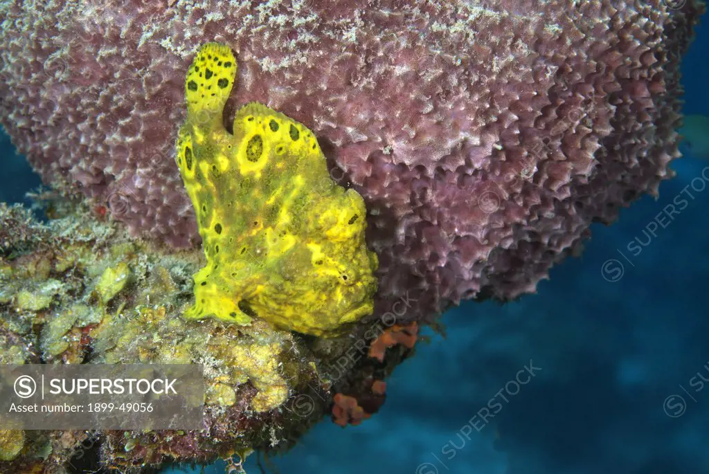 Yellow longlure frogfish portrait (Antennarius multiocellatus). Curacao, Netherlands Antilles.