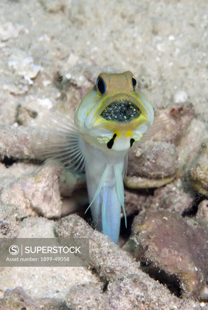 Male yellowhead jawfish (Opistognathus aurifrons) displaying mouth brooding behavior. Curacao, Netherlands Antilles.