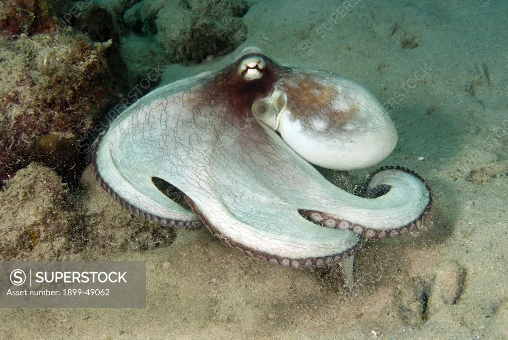 Common octopus (Octopus vulgaris) out hunting. Curacao, Netherlands Antilles.
