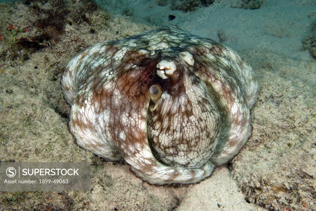 Common octopus (Octopus vulgaris) using parachute pattern attack hunting. Curacao, Netherlands Antilles.