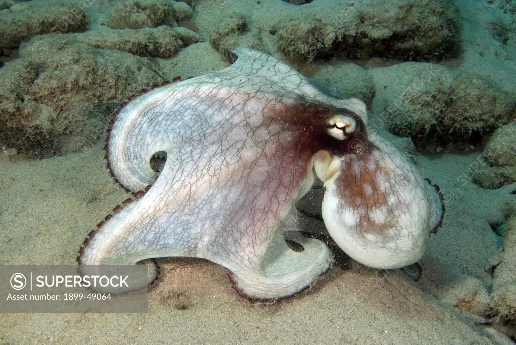 Common octopus (Octopus vulgaris) hunting using the parachute strategy. Curacao, Netherlands Antilles.