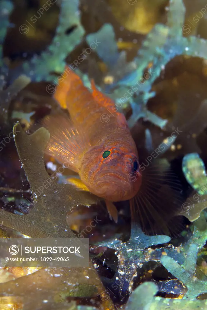 Portrait of a rusty goby (Priolepis hipoliti). Curacao, Netherlands Antilles.