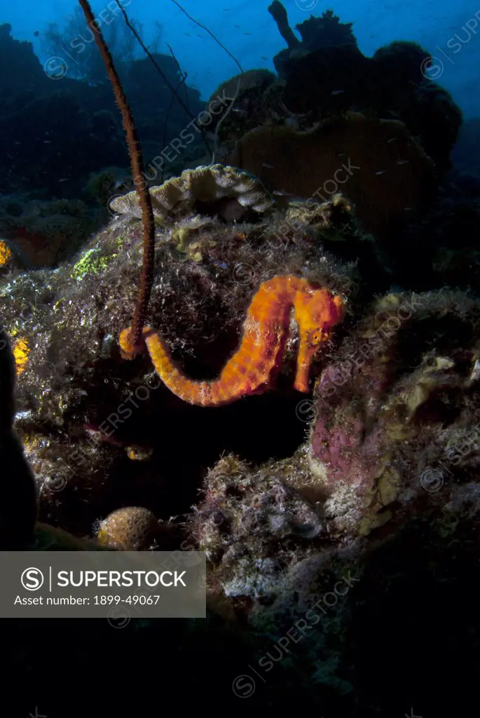 Longsnout seahorse (Hippocampus reidi) portrait. Curacao, Netherlands Antilles.