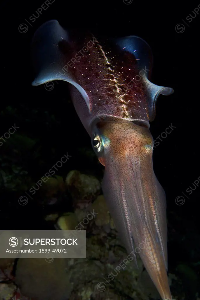 Portrait of a Caribbean reef squid (Sepioteuthis sepioidea). Curacao, Netherlands Antilles.