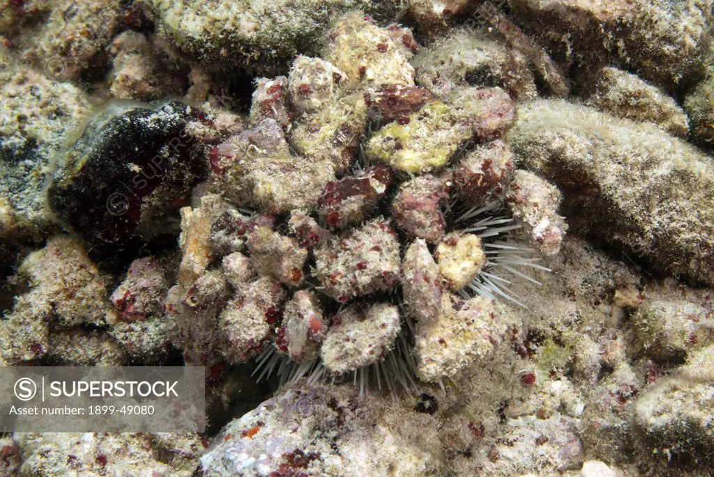 Variegated urchin (Lytechinus variegatus) camouflaged by coral rubble. Curacao, Netherlands Antilles.