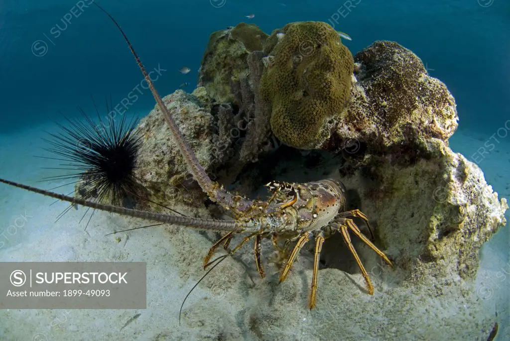 Coral reef scene with large Caribbean spiny lobster (Panulirus argus). curacao, Netherlands Antilles.
