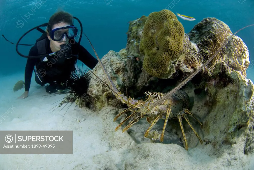 Scuba diver observing Caribbean spiny lobster (Panulirus argus). Curacao, Netherlands Antilles.