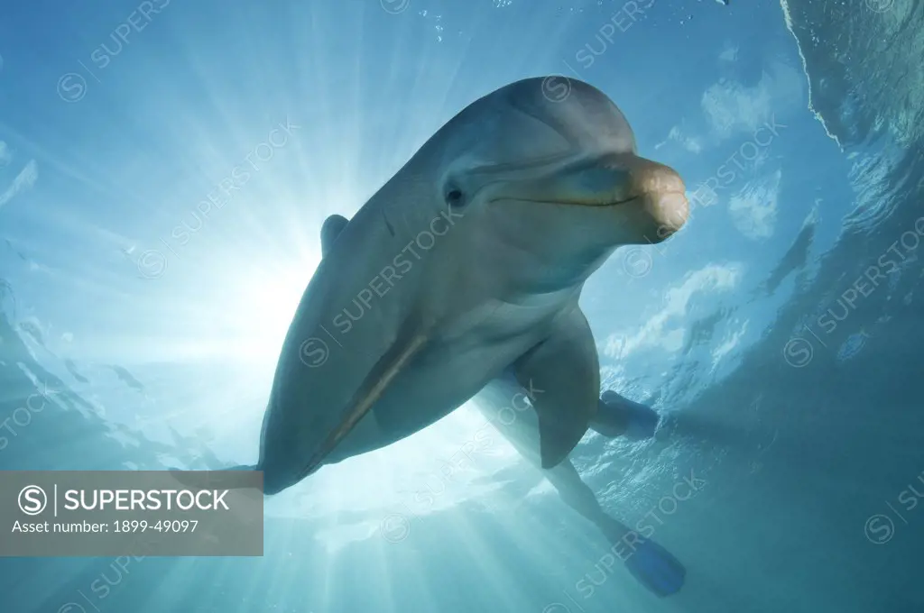 Portrait of an Atlantic bottlenose dolphin (Tursiops truncatus). Curacao, Netherlands Antilles.