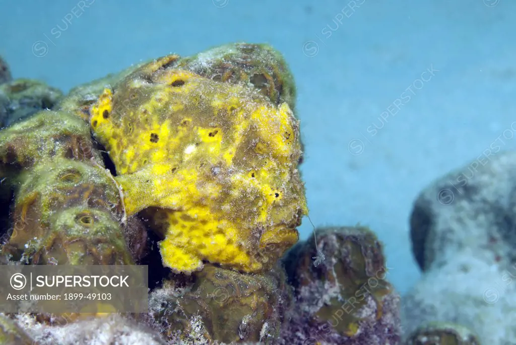 Yellow longlure frogfish (Antennarius multiocellatus) with lure extended. Curacao, Netherlands Antilles.