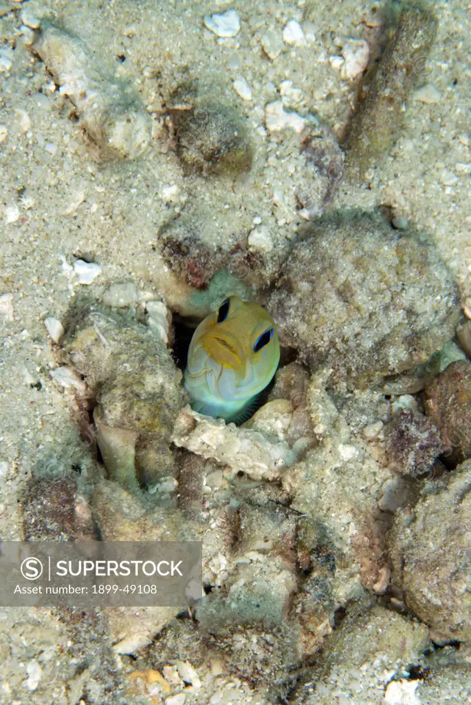 Yellowhead jawfish (Opistognathus aurifrons) emerging from his burrow. Curacao, Netherlands Antilles.