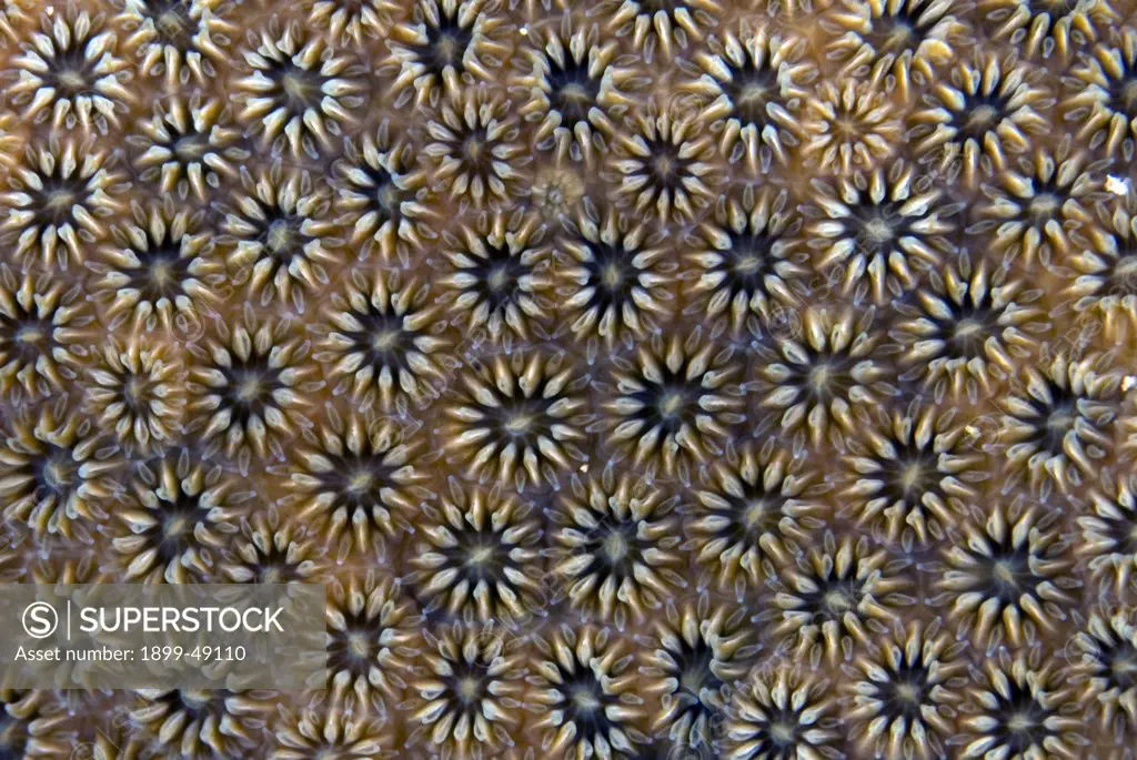 Pattern portrait of massive starlet coral (Siderastrea siderea) showing open polyps. Curacao, Netherlands Antilles.