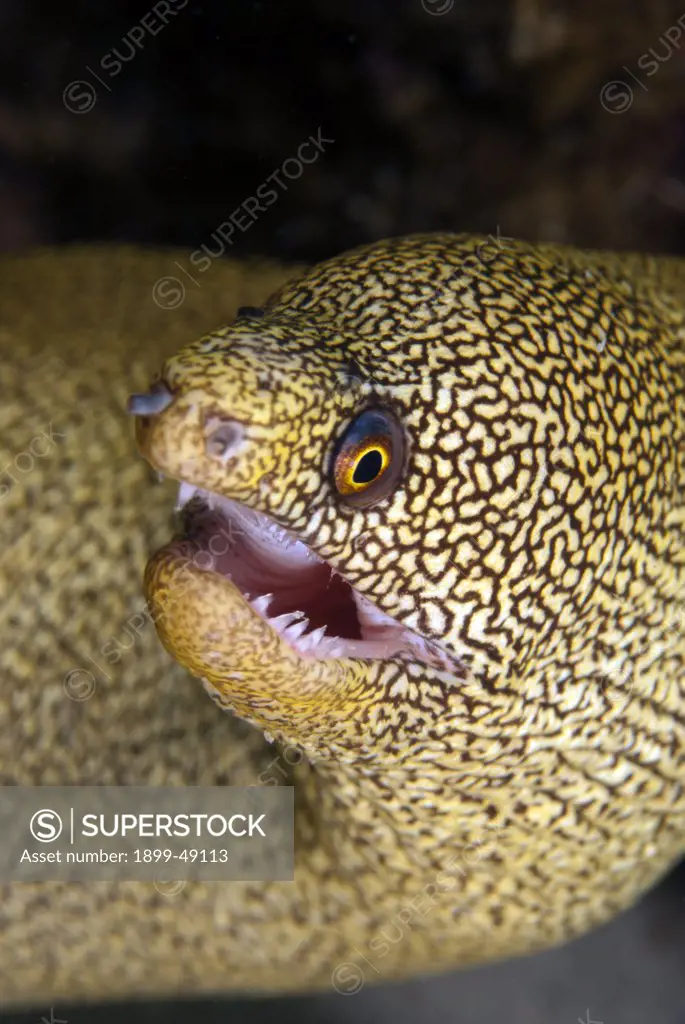 Face-shot of a goldentail moray eel (Gymnothorax miliaris). Curacao, Netherlands Antilles.
