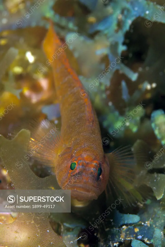 Portrait of a rusty-goby (Priolepis hipoliti). Curacao, Netherlands Antilles.