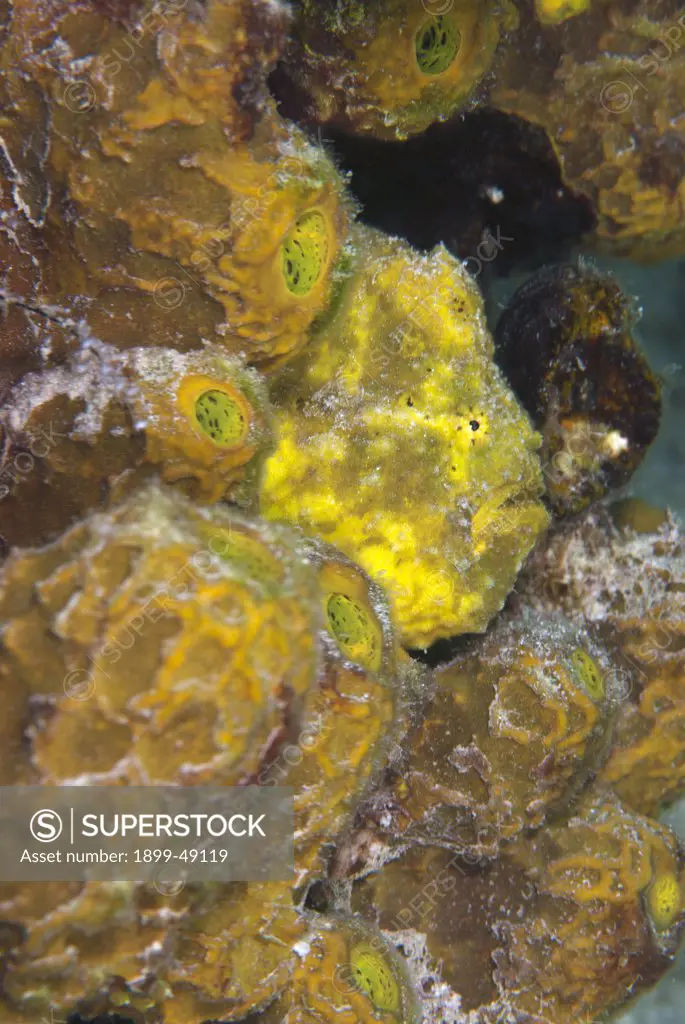 Yellow longlure frogfish (Antennarius multiocellatus) camouflaged in sponges. Curacao, Netherlands Antilles.