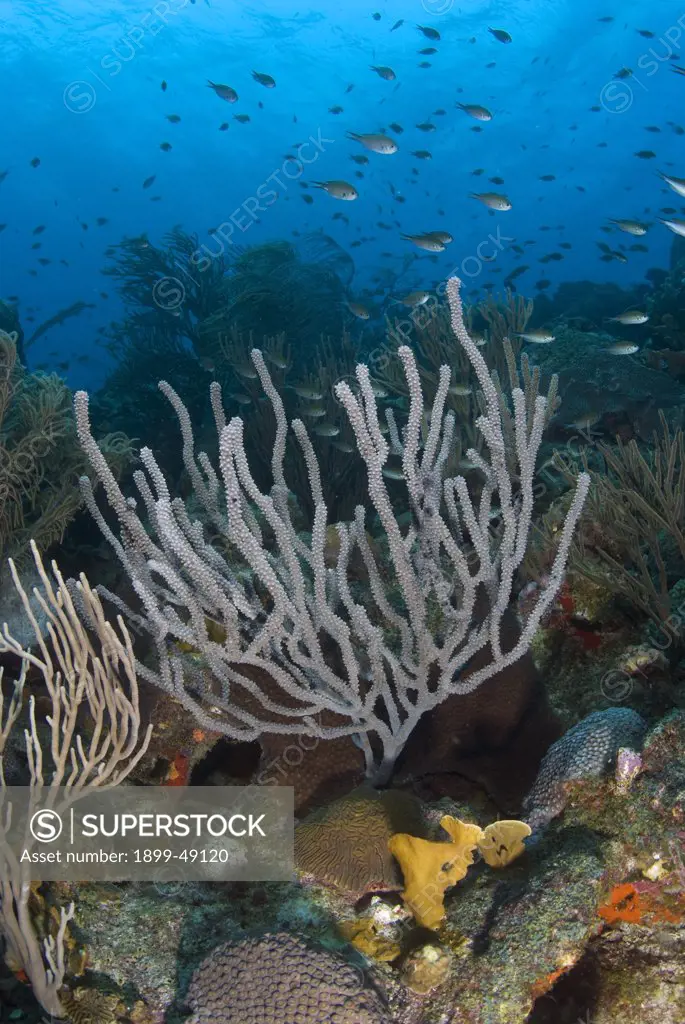Reef scene showing a porous sea rod ( Pseudoplexaura spp.) Curacao, Netherlands Antilles.