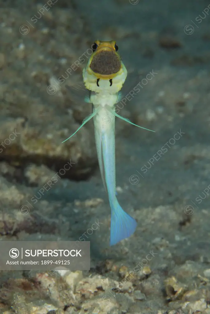 Male yellowhead jawfish (Opistognathus aurifrons) displaying mouth brooding behavior. Curacao, Netherlands Antilles.