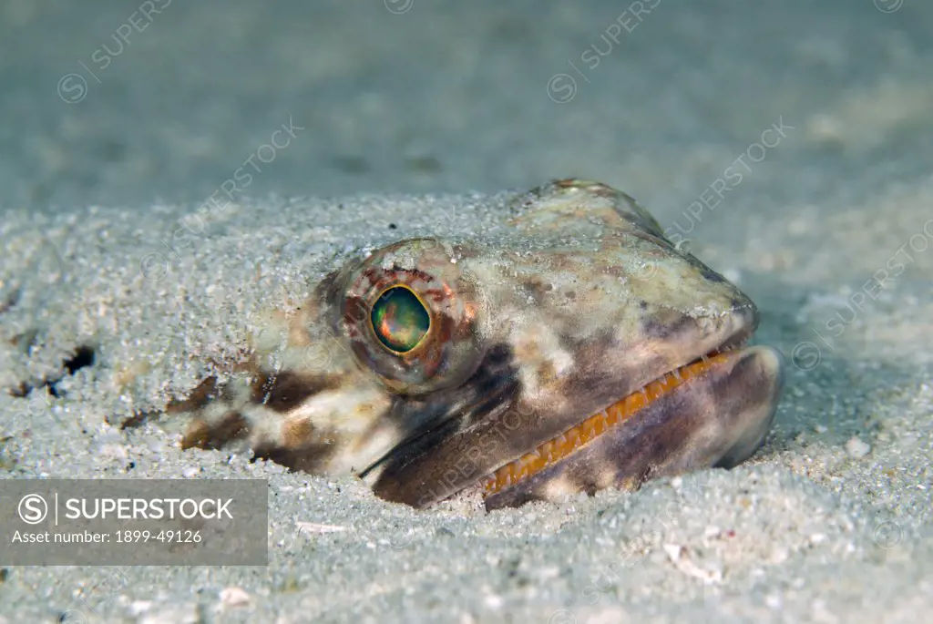 Face shot of a sand diver (Synodus intermedius) buried and camouflaged under sand. Curacao, Netherlands Antilles.