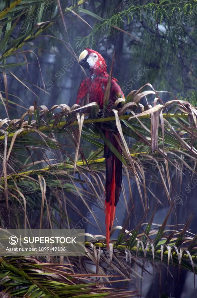 Scarlet macaw (Ara macao) caught in a rainstorm. Curacao, Netherlands Antilles.