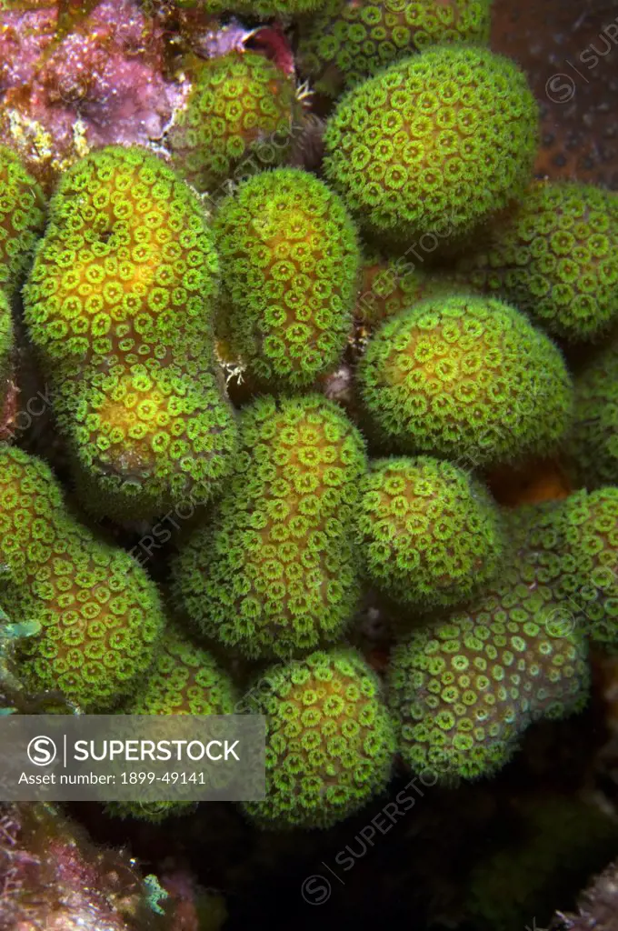 Example of lobed boulder star coral (Montastraea annularis) with extended polyps. Curacao, Netherlands Antilles.