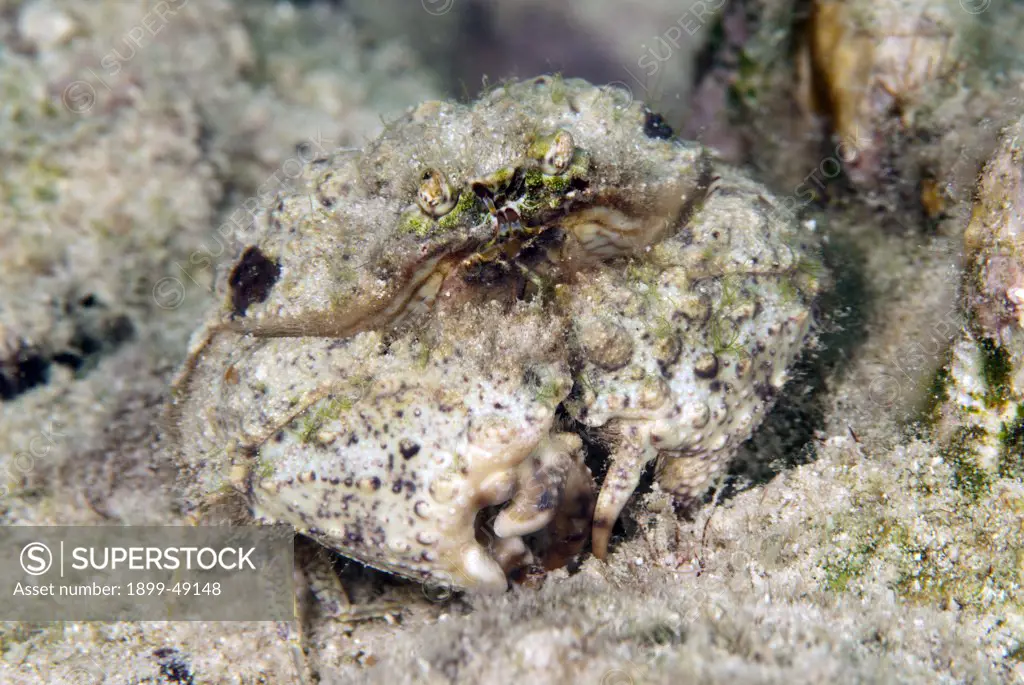 Portrait of a rough box crab (Calappa gallus). Curacao, Netherlands Antilles.