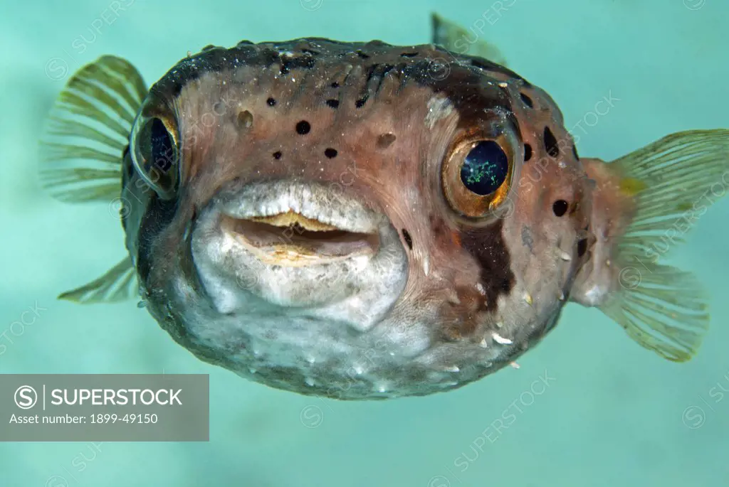 Portrait of a balloonfish (Diodon holocanthus). Curacao, Netherlands Antilles.
