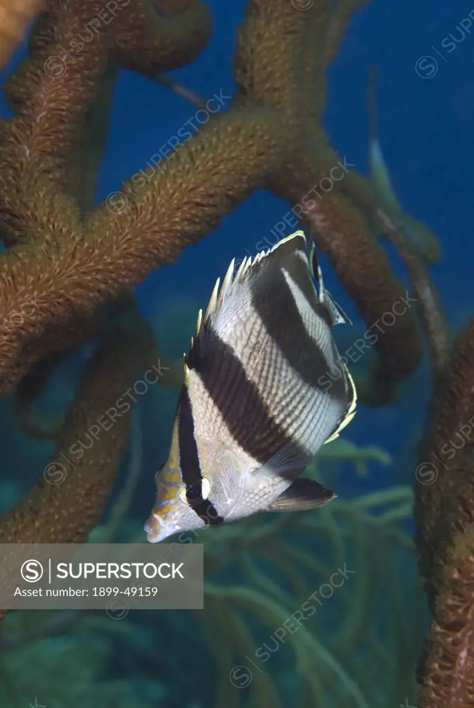 Portrait of a banded butterflyfish (Chaetodon striatus). Curacao, Netherlands Antilles.
