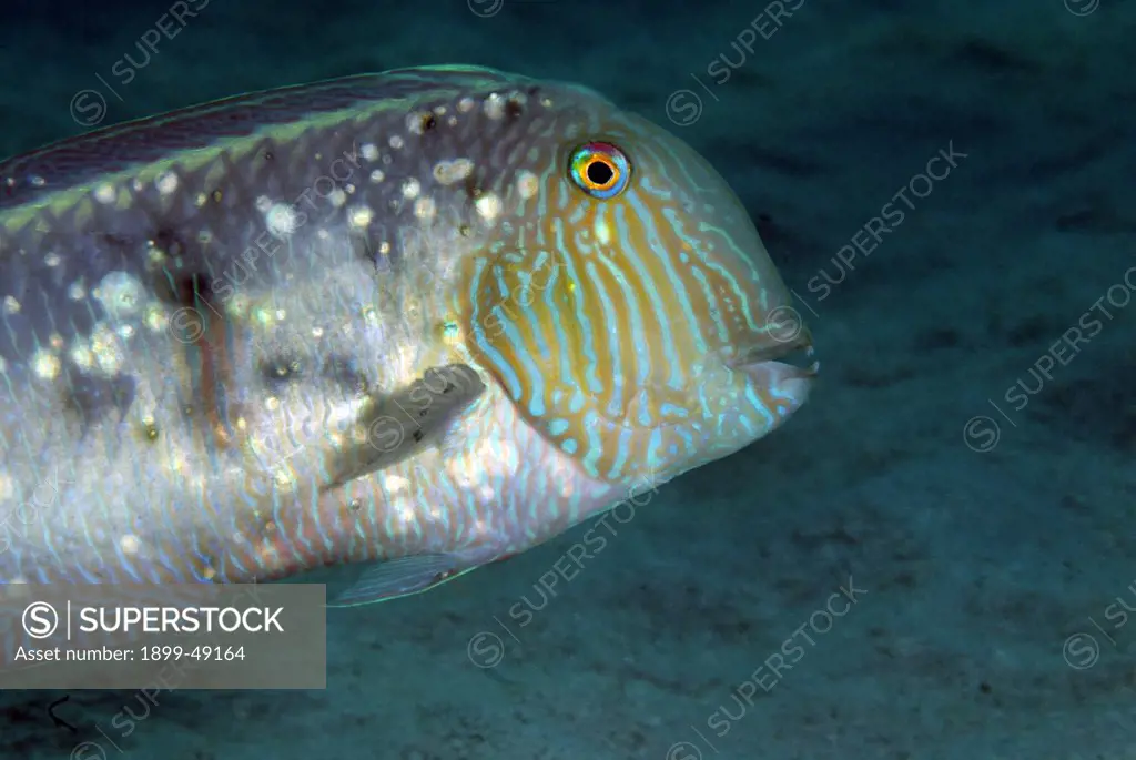 Portrait of a pearly-razorfish (Xyrichtys novacula). Curacao, Netherlands Antilles.