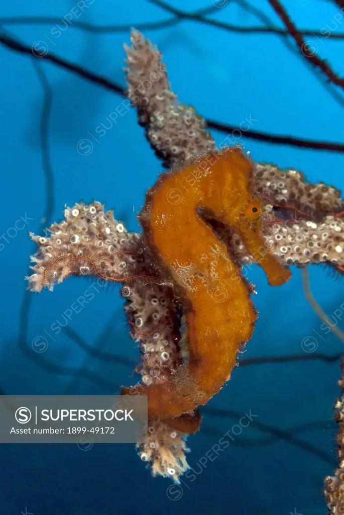 Portrait of a longsnout seahorse (Hippocampus reidi). Curacao, Netherlands Antilles.