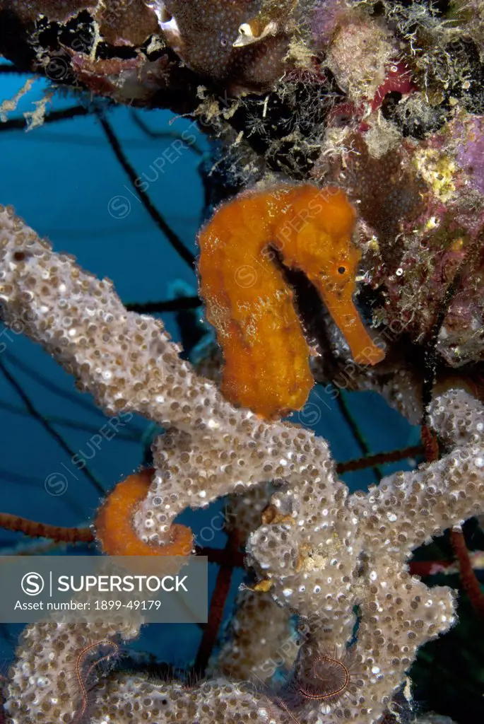 Portrait of a longsnout seahorse (Hippocampus reidi ). Curacao, Netherlands Antilles.