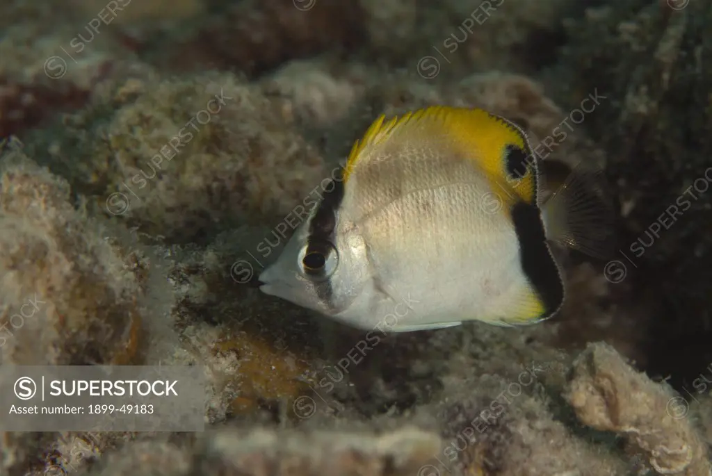 Portrait of a juvenile reef butterflyfish (Chaetodon sedentarius). Curacao, Netherlands Antilles.