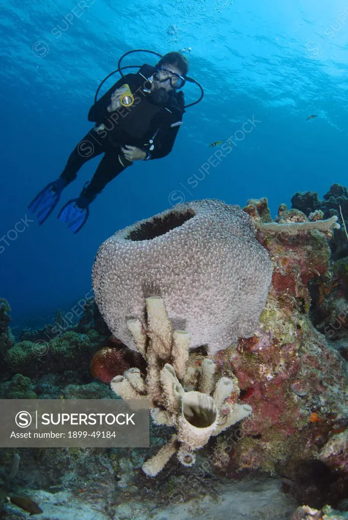 Reef scene of diver overlooking black ball sponge (Ircinia strobilina). Curacao, Netherlands Antilles.