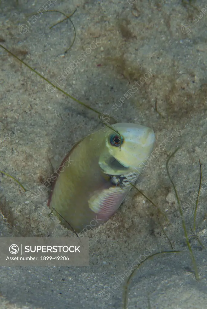 Portrait of a pearly razorfish (Xyrichtys novacula) emerging out of the sand. Curacao, Netherlands Antilles.